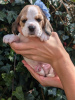 Foto №2 zu Ankündigung № 115042 zu verkaufen beagle - einkaufen USA quotient 	ankündigung