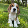 Foto №2 zu Ankündigung № 127392 zu verkaufen beagle - einkaufen Deutschland quotient 	ankündigung