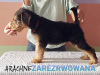 Zusätzliche Fotos: Airedale Terrier Welpen BEREIT ZUR ABHOLUNG - ZKwP / FCI