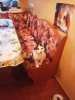 Zusätzliche Fotos: Die freundliche Katze Dasha sucht eine Familie!