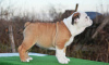 Foto №2 zu Ankündigung № 85170 zu verkaufen englische bulldogge - einkaufen Serbien 