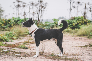 Zusätzliche Fotos: Wir suchen ein Zuhause für eine gemischte Rasse von russisch-europäischen Huskys