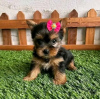 Foto №2 zu Ankündigung № 123113 zu verkaufen yorkshire terrier - einkaufen USA 