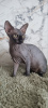 Foto №3. Sphynx Show-Qualitäts-Schwarzkätzchen. Großbritannien