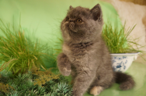 Zusätzliche Fotos: Cattery von persischen und exotischen Katzen