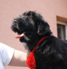 Foto №3. Schwarze russische Terrier-Welpen. Serbien