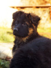 Foto №4. Ich werde verkaufen deutscher schäferhund in der Stadt Kharkov. quotient 	ankündigung, züchter - preis - 602€