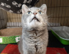 Zusätzliche Fotos: Lancelap ist eine Katze mit einem nachdenklichen Blick und einem traurigen