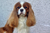 Foto №3. Cavalier Kings Charles Spaniel Welpen. Polen