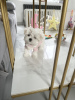 Foto №3. white_dolls_maltese. USA