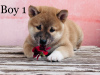 Foto №3. shiba inu. Ungarn