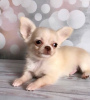 Foto №4. Ich werde verkaufen chihuahua in der Stadt Texas City. quotient 	ankündigung, züchter - preis - 284€