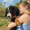 Foto №3. Bernese mountain dog puppies. Serbien