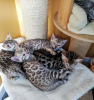 Foto №3. Männliche und weibliche Bengalkatzen-Kätzchen stehen jetzt zur Adoption zur. Deutschland