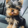 Foto №2 zu Ankündigung № 123175 zu verkaufen yorkshire terrier - einkaufen Finnland 