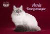 Foto №2 zu Ankündigung № 89481 zu verkaufen sibirische katze - einkaufen Russische Föderation vom kindergarten
