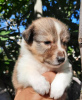 Foto №2 zu Ankündigung № 8168 zu verkaufen shetland sheepdog - einkaufen Russische Föderation züchter