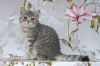 Foto №3. Britisch Kurzhaar Kätzchen.. Russische Föderation