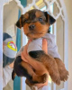 Foto №1. yorkshire terrier - zum Verkauf in der Stadt Cannington | 379€ | Ankündigung № 99630