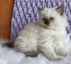 Foto №2 zu Ankündigung № 104312 zu verkaufen ragdoll-katze - einkaufen USA quotient 	ankündigung