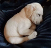 Foto №3. GOLDEN RETRIEVER LABRADOR WELPE. Spanien