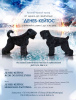 Foto №1. russischer schwarzer terrier - zum Verkauf in der Stadt Irkutsk | verhandelt | Ankündigung № 9203
