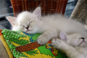 Foto №2 zu Ankündigung № 442 zu verkaufen sibirische katze - einkaufen Russische Föderation vom kindergarten, züchter