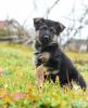 Foto №2 zu Ankündigung № 76474 zu verkaufen deutscher schäferhund - einkaufen Weißrussland quotient 	ankündigung