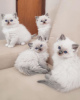 Foto №1. ragdoll-katze - zum Verkauf in der Stadt Амстердам | 250€ | Ankündigung № 124258