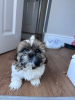 Foto №1. shih tzu - zum Verkauf in der Stadt West Bromwich | 852€ | Ankündigung № 54467