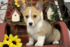 Foto №2 zu Ankündigung № 63550 zu verkaufen welsh corgi - einkaufen Griechenland 