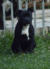 Foto №3. Staffordshire bull terrier. Russische Föderation