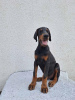 Foto №2 zu Ankündigung № 121579 zu verkaufen dobermann - einkaufen Serbien züchter