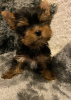 Foto №1. yorkshire terrier - zum Verkauf in der Stadt Seden | 250€ | Ankündigung № 121334