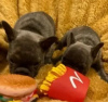 Foto №2 zu Ankündigung № 18136 zu verkaufen französische bulldogge - einkaufen Ukraine quotient 	ankündigung
