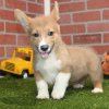 Foto №1. welsh corgi - zum Verkauf in der Stadt Штутгарт | 850€ | Ankündigung № 115182