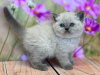 Foto №1. ragdoll-katze - zum Verkauf in der Stadt Berlin | 280€ | Ankündigung № 103751