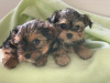 Foto №2 zu Ankündigung № 99172 zu verkaufen yorkshire terrier - einkaufen Deutschland quotient 	ankündigung