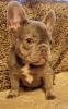 Foto №2 zu Ankündigung № 103385 zu verkaufen französische bulldogge - einkaufen USA 