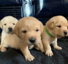 Zusätzliche Fotos: Entzückende Labrador Welpen - Kc registriert