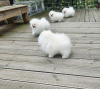 Foto №3. Mini Pomeranian Zwergspitz weiß - creme Welpen aus Deutscher Zucht. Deutschland