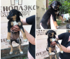 Foto №1. mischlingshund - zum Verkauf in der Stadt Krasnodar | Frei | Ankündigung № 7520