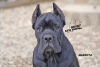 Foto №2 zu Ankündigung № 9586 zu verkaufen cane corso italiano - einkaufen Russische Föderation vom kindergarten, züchter