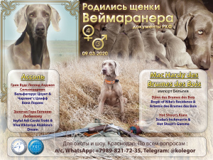 Foto №2 zu Ankündigung № 6190 zu verkaufen weimaraner - einkaufen Russische Föderation züchter