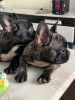 Foto №2 zu Ankündigung № 117385 zu verkaufen französische bulldogge - einkaufen Frankreich züchter