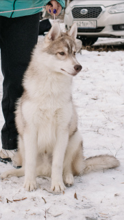 Foto №3. Welpen Siberian Husky Showklasse. Russische Föderation