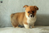 Foto №3. Hochwertige walisische Pembrokeshire-Corgis 1(281)698-7719. USA