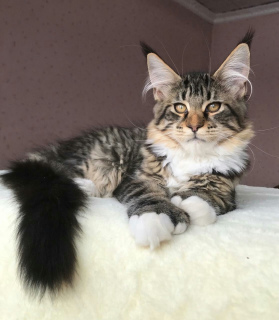 Foto №4. Ich werde verkaufen maine-coon-katze in der Stadt Tscheljabinsk. vom kindergarten - preis - 383€