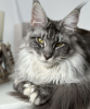 Foto №3. Maine-Coon-Kätzchen. USA