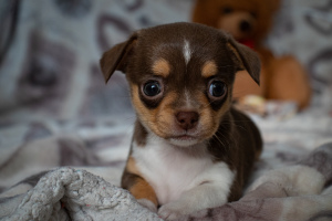Foto №3. Welpenmädchen Chihuahua Zwinger. Weißrussland